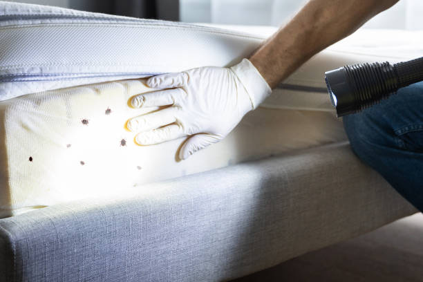 Best Local Pest Control Services  in East Palatka, FL